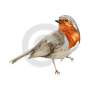 Robin bird watercolor illustration. Beautiful song bird single side image. Hand drawn close up small garden avian