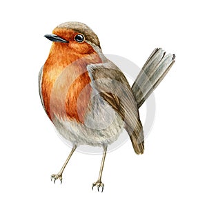 Robin bird watercolor illustration. Hand drawn close up small garden avian. Beautiful song bird single image. Tiny robin photo