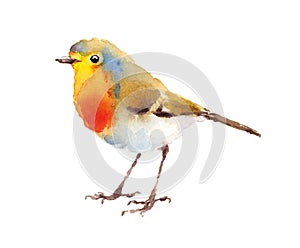 Robin Bird Watercolor Illustration Hand Painted