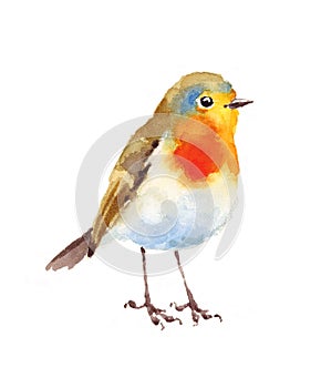 Robin Bird Watercolor Illustration Hand Painted