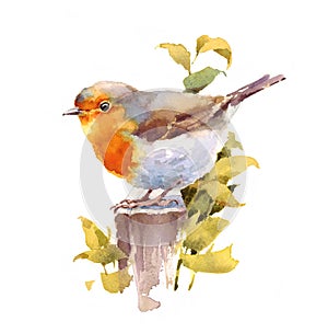 Robin Bird Watercolor Illustration Hand Painted isolated on white background