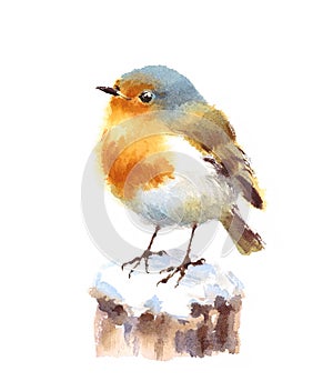 Robin Bird Watercolor Illustration Hand Painted isolated on white background