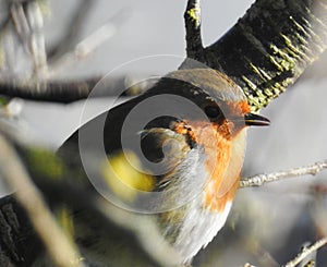 Robin Bird in Winter Sunshine Perched in a Tree