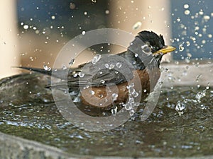 Robin in birdbath