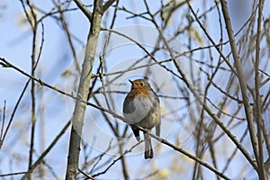 Robin on blue sky