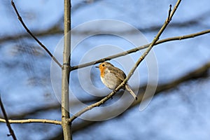 Robin on blue sky