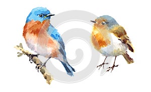 Robin and Bluebird Birds Watercolor Illustration Set Hand Drawn