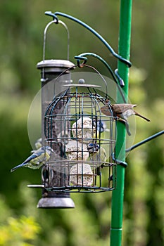 A robin and bluetits perched on bird feeders in a Sussex garden