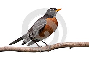 Robin on a Branch