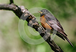 Robin - Branch