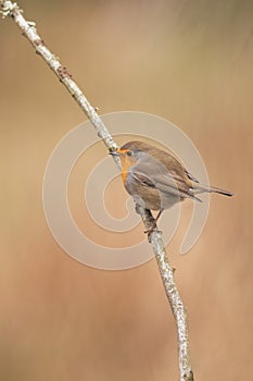 Robin on a branch in the autumn