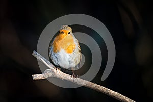 Robin on a branch, black background