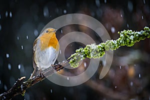Robin on a branch near the feeder in the snow