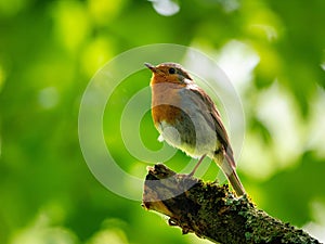 Robin on a branch of a tree