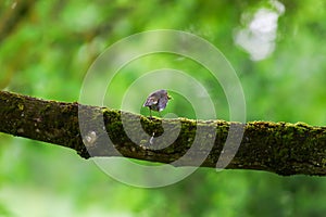 Robin on Branch with Worms in Beak in Green Spring Forest Background