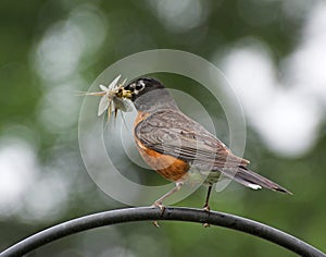 Robin with bugs