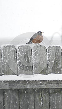 Robin caught in falling snow.