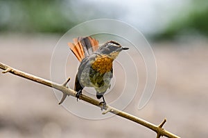 Robin chat on a branch