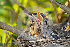 Robin Chick