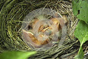 Robin chicks in nest