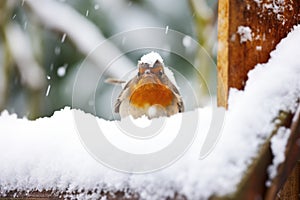 a robin chirping from a snow-covered mailbox