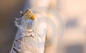 Robin close up