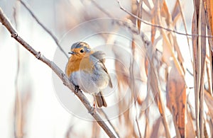 Robin close up