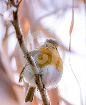 Robin close up