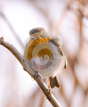 Robin close up