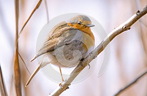 Robin close up