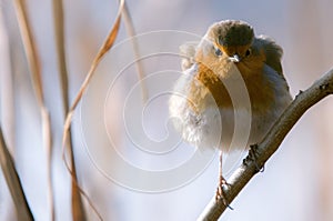 Robin close up