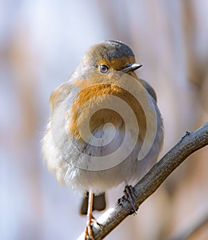 Robin close up