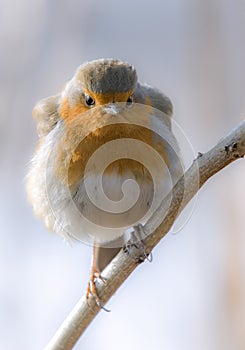 Robin close up