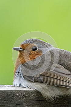 Robin in close up against vibrant green backdrop