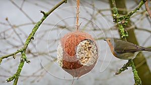 Robin on coconut bird feeder