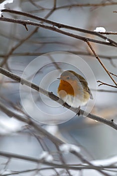 Robin during the cold winter