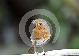 Robin collecting insects