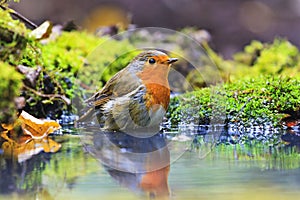 Robin with drops of water on the feathers in Forest Lake