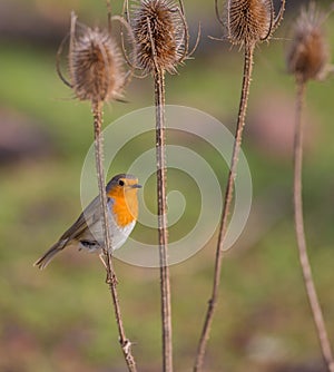 Robin on a dry thistle plant