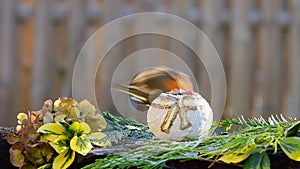 Robin eating bird seeds food