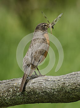 Robin Eating Dragonfly