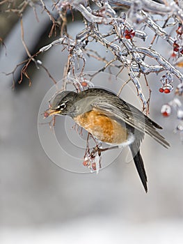 Robin eating icy red berries