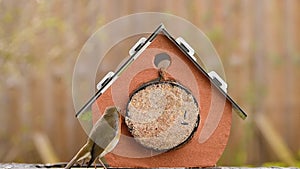 Robin eating suet in bird house