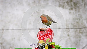 Robin eats peanut from valentine heart decorated bird feeder