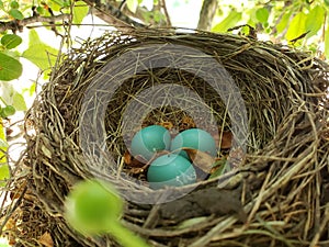 Robin Egg In Bird Nest