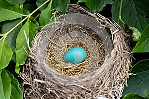 Robin egg inside bird nest.