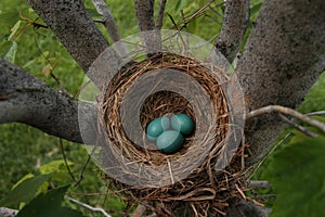 Robin eggs