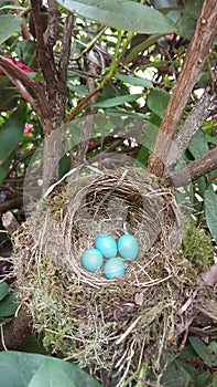 Robin eggs