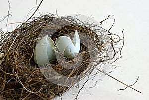 Robin Eggs Hatched