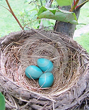 Robin eggs in mud nest